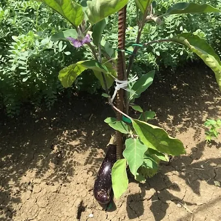 Cascina Vecchia Bellaria-Igea Marina