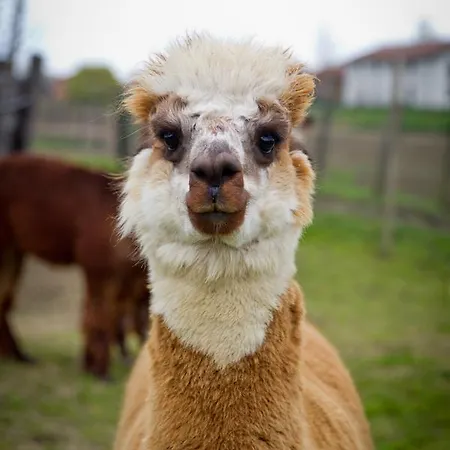 Cascina Vecchia Alojamento de Acomodação e Pequeno-almoço