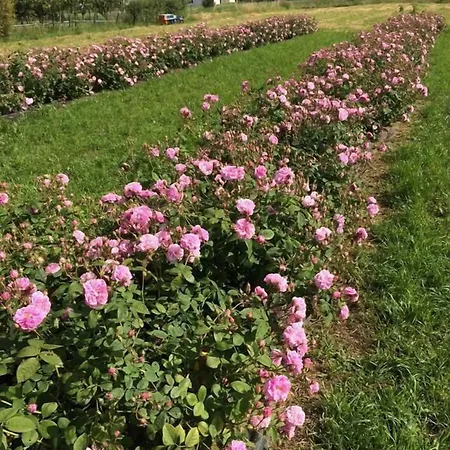 Cascina Vecchia *