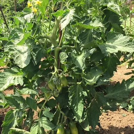 Cascina Vecchia * بيلاريا-إيجيا مارينا