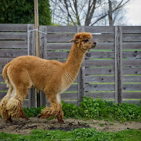 Cascina Vecchia Bed & Breakfast Bellaria-Igea Marina