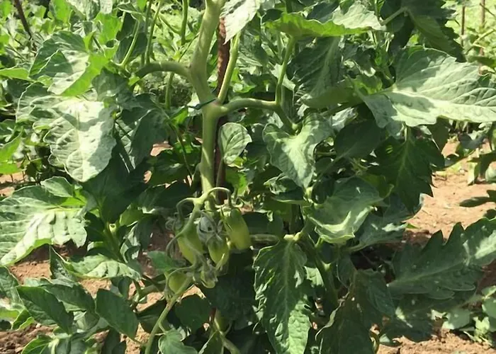 Cascina Vecchia * Bellaria-Igea Marina