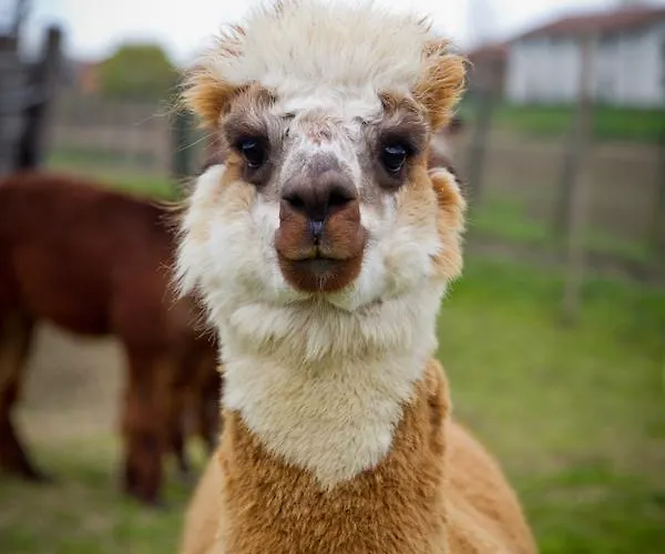 Cascina Vecchia Frühstückspension